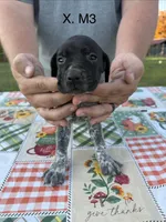 X. M3, a male German Shorthaired Pointer for sale in Argonne, WI – 2 of 6