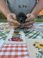 S. F4, a female German Shorthaired Pointer for sale in Argonne, WI – 2 of 6