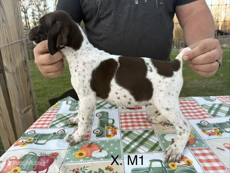 X. M1 – German Shorthaired Pointer puppy for sale in Argonne, WI