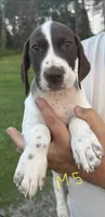 M5, a female German Shorthaired Pointer for sale in Argonne, WI – 3 of 3
