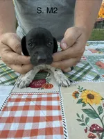 S. M2, a male German Shorthaired Pointer for sale in Argonne, WI – 2 of 6