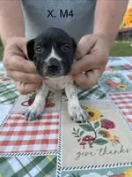 X. M4, a male German Shorthaired Pointer for sale in Argonne, WI – 2 of 6