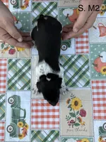 S. M2, a male German Shorthaired Pointer for sale in Argonne, WI – 3 of 6