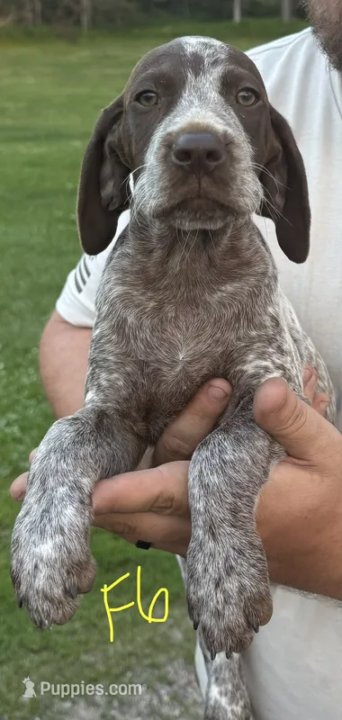 F6 – German Shorthaired Pointer puppy for sale in Argonne, WI