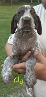F6, a female German Shorthaired Pointer for sale in Argonne, WI – 1 of 3