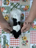 S. F2, a female German Shorthaired Pointer for sale in Argonne, WI – 3 of 6