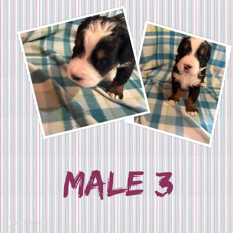 Male #3