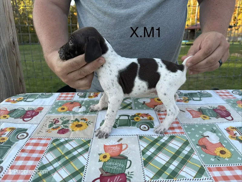 X. M1 – German Shorthaired Pointer puppy for sale in Argonne, WI