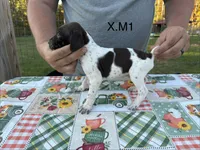 X. M1, a female German Shorthaired Pointer for sale in Argonne, WI – 1 of 6