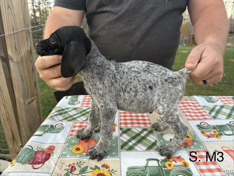 S. M3 – German Shorthaired Pointer puppy for sale in Argonne, WI