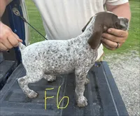 F6, a female German Shorthaired Pointer for sale in Argonne, WI – 2 of 3