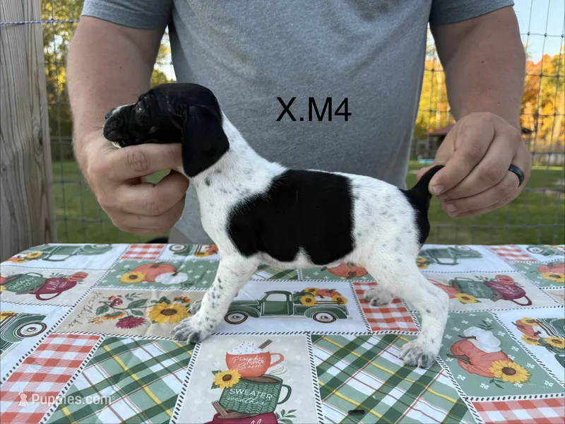 X. M4 – German Shorthaired Pointer puppy for sale in Argonne, WI