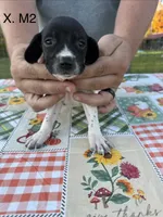 X. M2, a male German Shorthaired Pointer for sale in Argonne, WI – 2 of 6