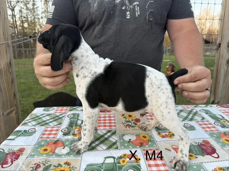 X. M4 – German Shorthaired Pointer puppy for sale in Argonne, WI