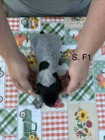 S. F1, a female German Shorthaired Pointer for sale in Argonne, WI – 3 of 6