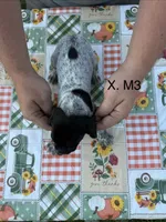 X. M3, a male German Shorthaired Pointer for sale in Argonne, WI – 3 of 6