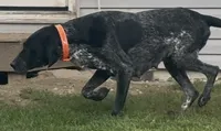X. M2, a male German Shorthaired Pointer for sale in Argonne, WI – 5 of 6