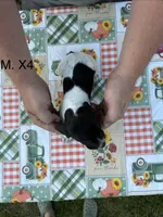X. M4, a male German Shorthaired Pointer for sale in Argonne, WI – 3 of 6