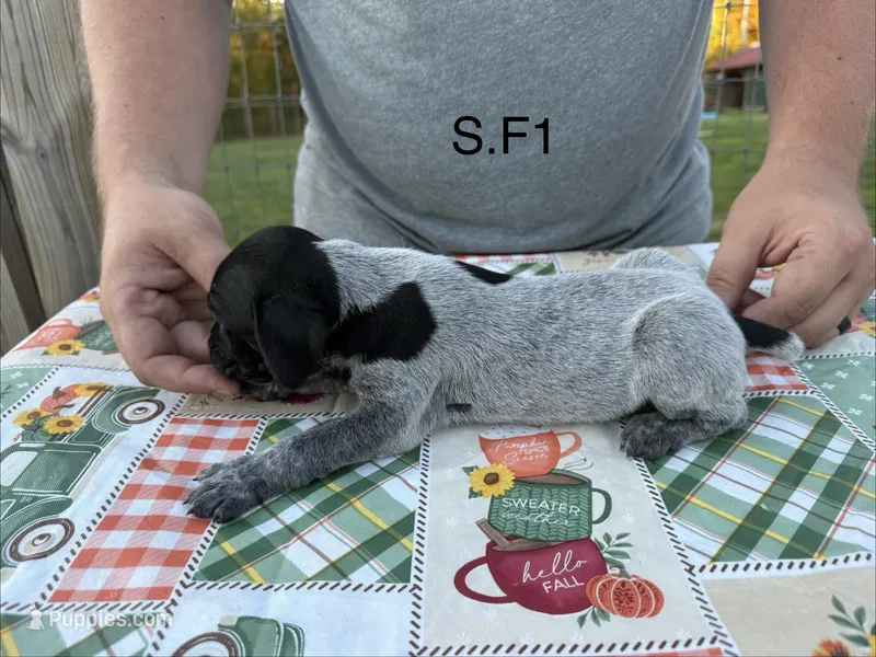 S. F1 – German Shorthaired Pointer puppy for sale in Argonne, WI