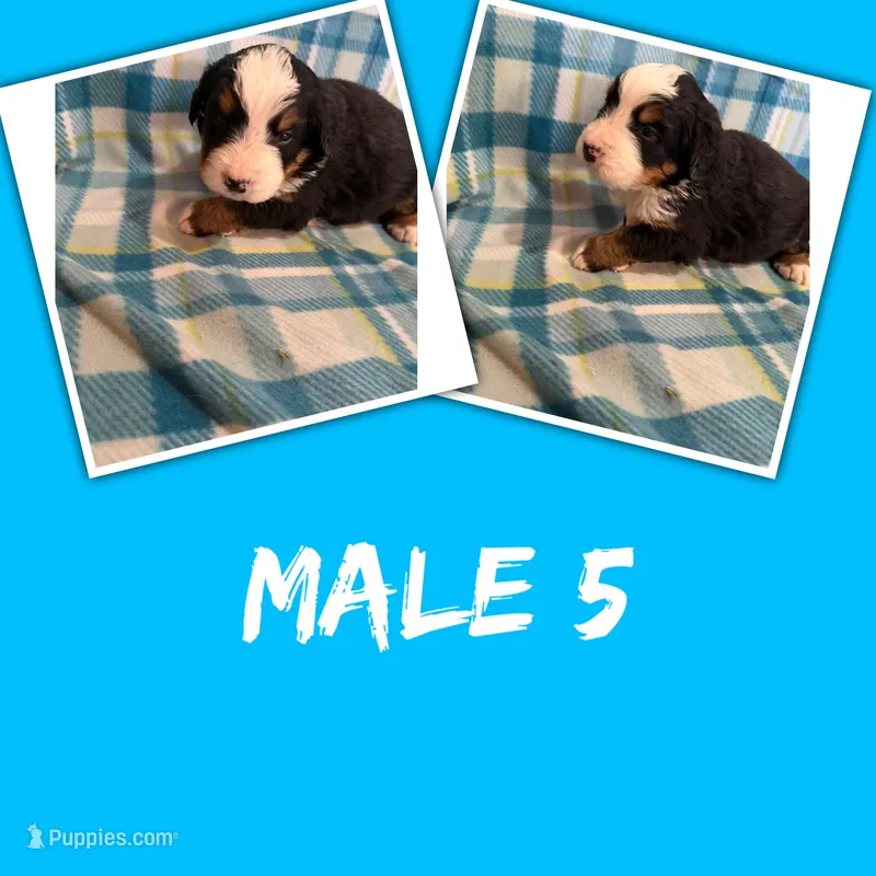 Male #5