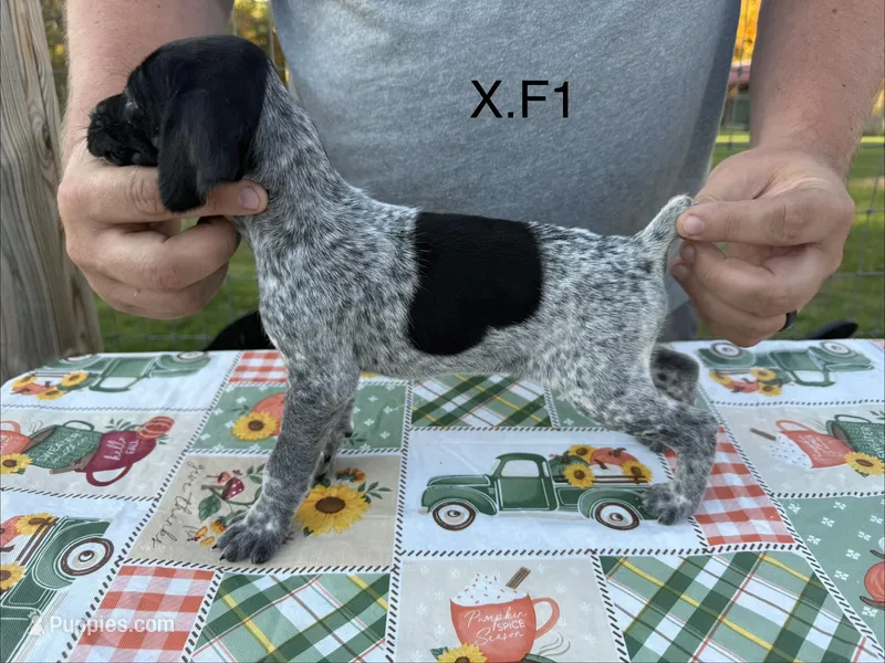 X. F1 – German Shorthaired Pointer puppy for sale in Argonne, WI
