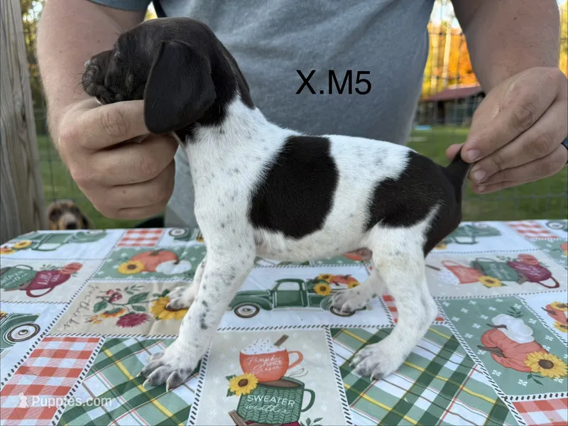 X. M5 – German Shorthaired Pointer puppy on hold in Argonne, WI