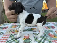 X. M5, a male German Shorthaired Pointer for sale in Argonne, WI – 1 of 6