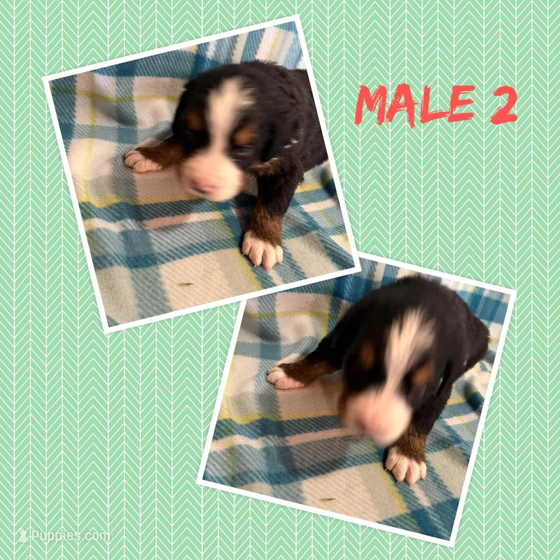 Male #2