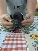 S. F3, a female German Shorthaired Pointer for sale in Argonne, WI – 2 of 6