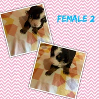 Female #2, a female Bernese Mountain Dog for sale in Argonne, WI – 1 of 1