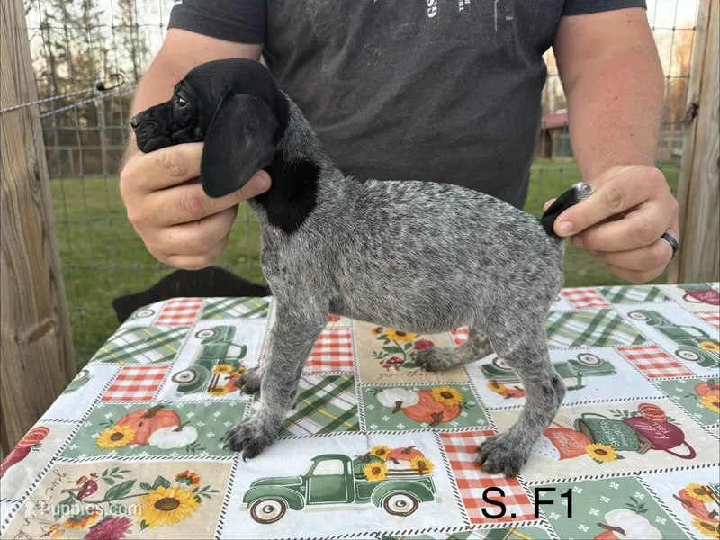 S. F1 – German Shorthaired Pointer puppy for sale in Argonne, WI