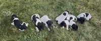 S. F2, a female German Shorthaired Pointer for sale in Argonne, WI – 4 of 6