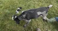 S. F3, a female German Shorthaired Pointer for sale in Argonne, WI – 5 of 6