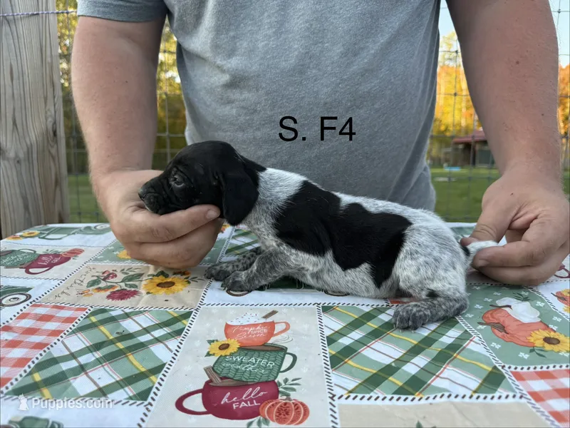S. F4 – German Shorthaired Pointer puppy for sale in Argonne, WI