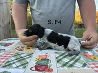 S. F4, a female German Shorthaired Pointer for sale in Argonne, WI – 1 of 6