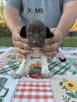 X. M5, a male German Shorthaired Pointer for sale in Argonne, WI – 2 of 6