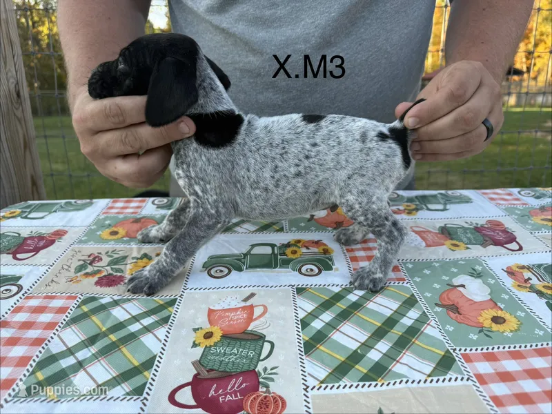 X. M3 – German Shorthaired Pointer puppy for sale in Argonne, WI