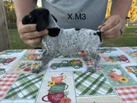 X. M3, a male German Shorthaired Pointer for sale in Argonne, WI – 1 of 6