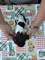 X. M5, a male German Shorthaired Pointer for sale in Argonne, WI – 3 of 6
