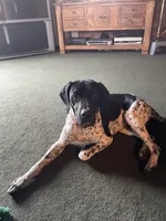 S. M3, a male German Shorthaired Pointer for sale in Argonne, WI – 6 of 6