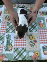 X. M1, a female German Shorthaired Pointer for sale in Argonne, WI – 3 of 6