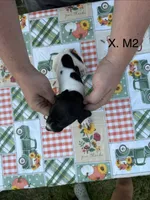 X. M2, a male German Shorthaired Pointer for sale in Argonne, WI – 3 of 6