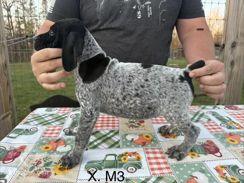 X. M3 – German Shorthaired Pointer puppy for sale in Argonne, WI