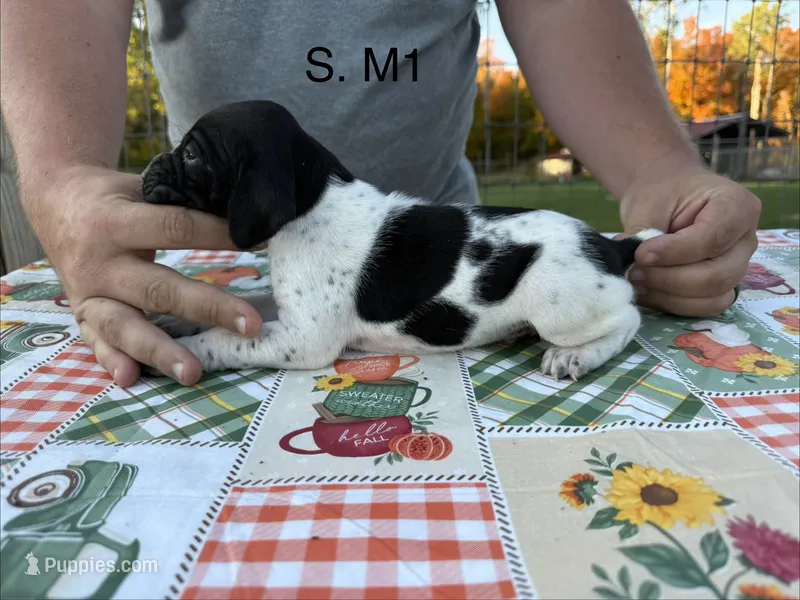 S. M1 – German Shorthaired Pointer puppy for sale in Argonne, WI
