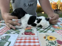 S. M1, a male German Shorthaired Pointer for sale in Argonne, WI – 1 of 6