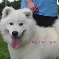 Tundra, a female Samoyed for sale in Curtiss, WI – Photo 1 of 5