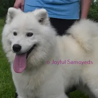 Tundra, a female Samoyed for sale in Curtiss, WI – Photo 4 of 5