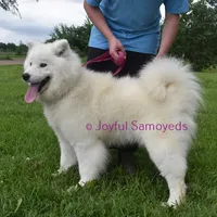 Tundra, a female Samoyed for sale in Curtiss, WI – Photo 5 of 5