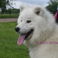 Tundra, a female Samoyed for sale in Curtiss, WI – Photo 2 of 5