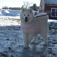 Valentine, a female Samoyed for sale in Curtiss, WI – Photo 3 of 10